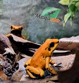 Magazoo Juvenile Golden frog poison Phyllobates terribilis