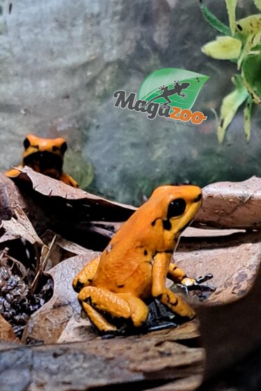 Magazoo Juvenile Golden frog poison Phyllobates terribilis