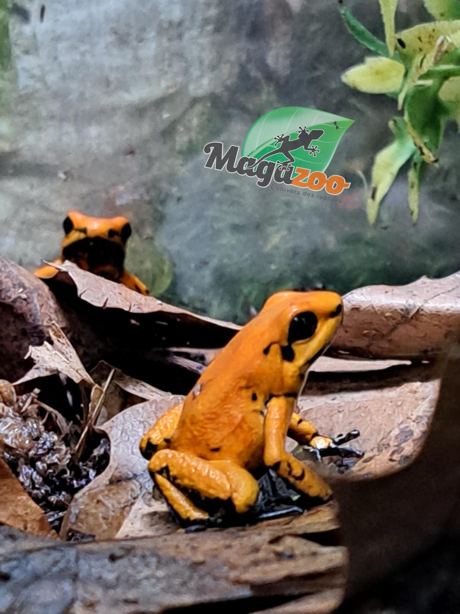 Magazoo Juvenile Golden frog poison Phyllobates terribilis