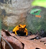 Magazoo Juvenile Golden frog poison Phyllobates terribilis