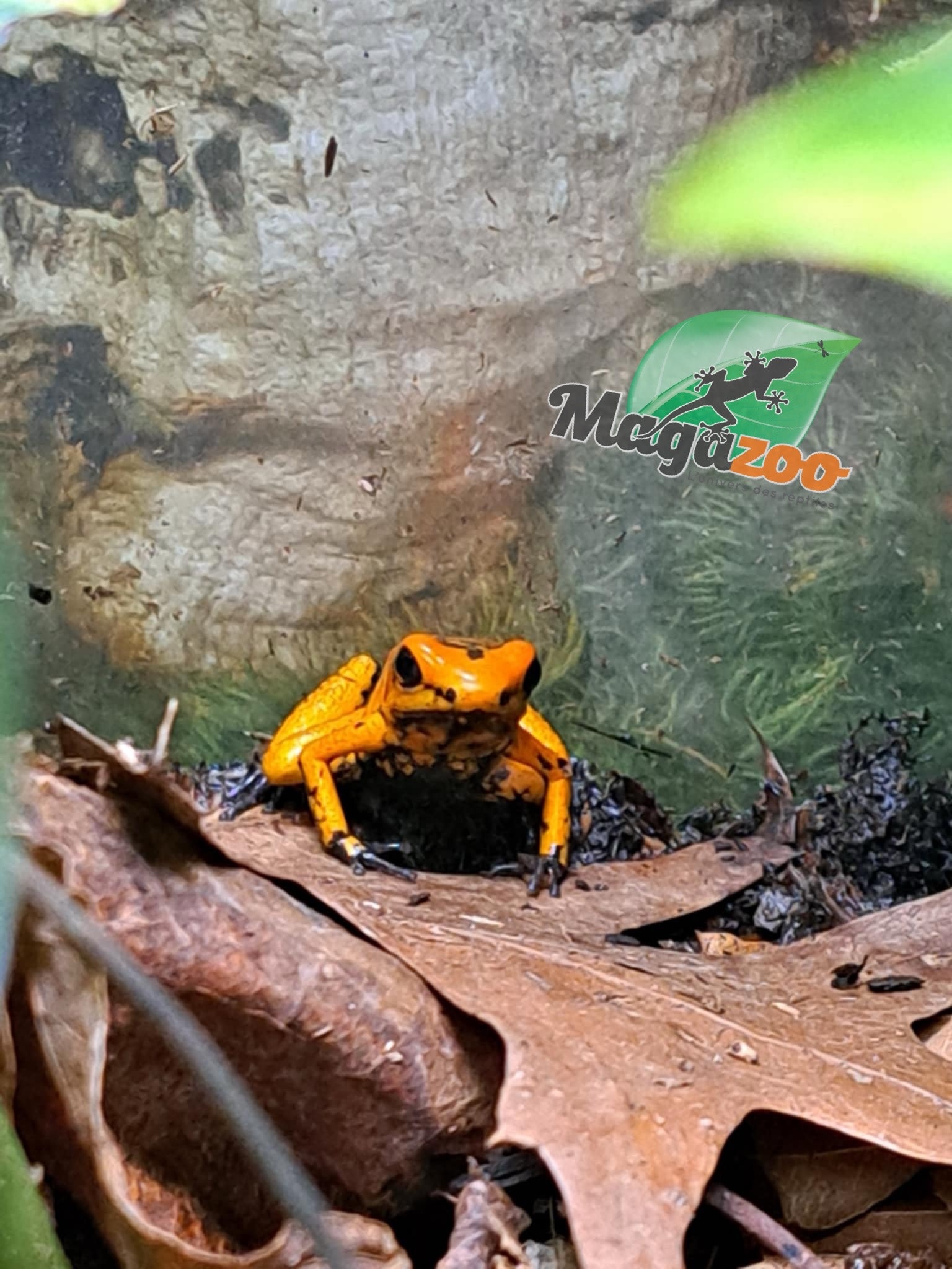Magazoo Juvenile Golden frog poison Phyllobates terribilis