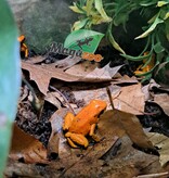 Magazoo Juvenile Golden frog poison Phyllobates terribilis