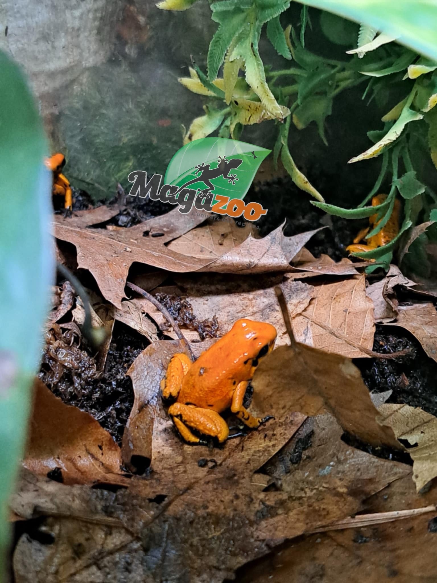 Magazoo Grenouille poison Phyllobates terribilis Jaune Juvénile