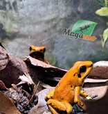 Magazoo Juvenile Golden frog poison Phyllobates terribilis
