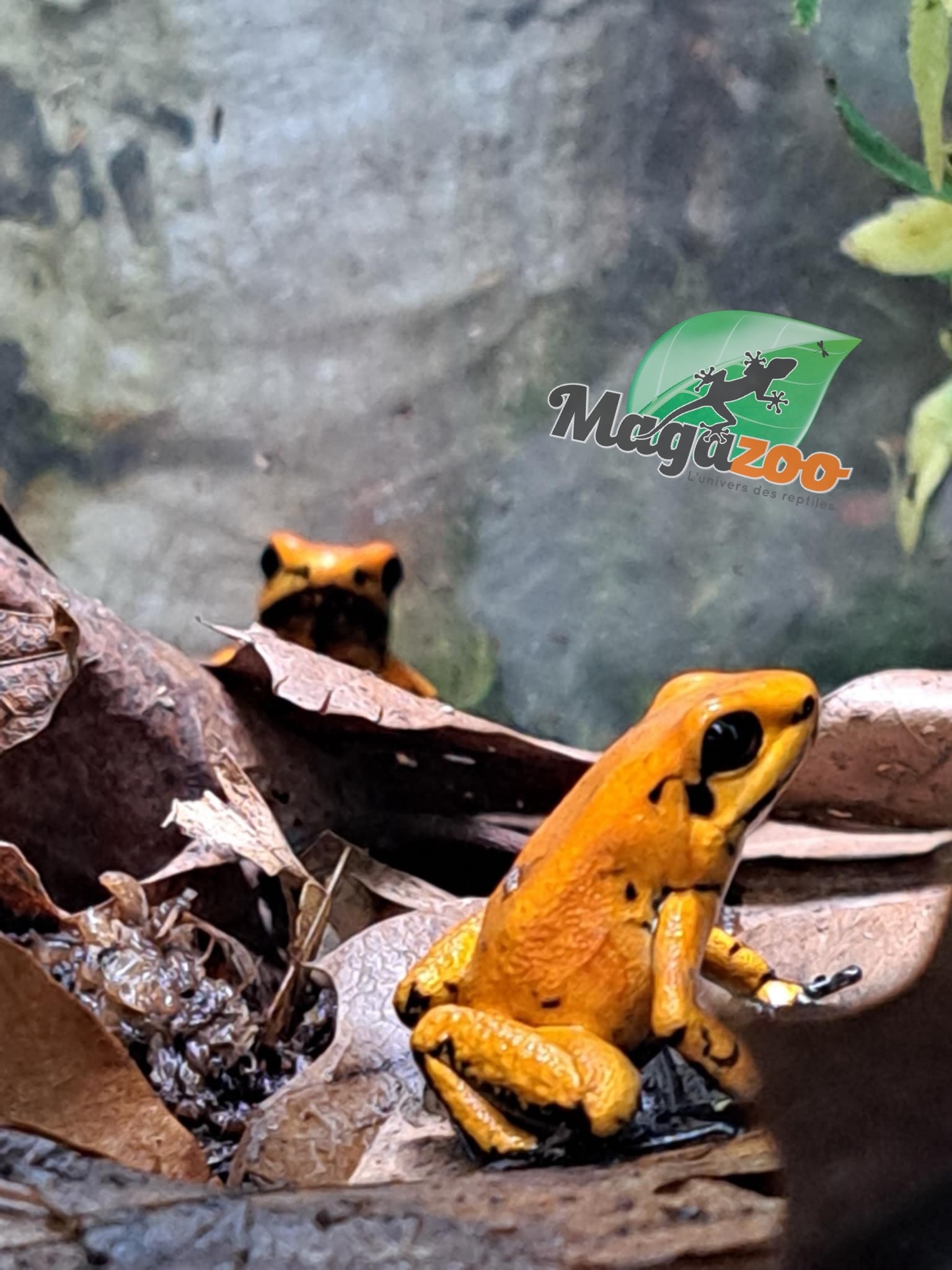 Magazoo Juvenile Golden frog poison Phyllobates terribilis