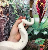 Magazoo Python royal Black Pewter Pied Mâle