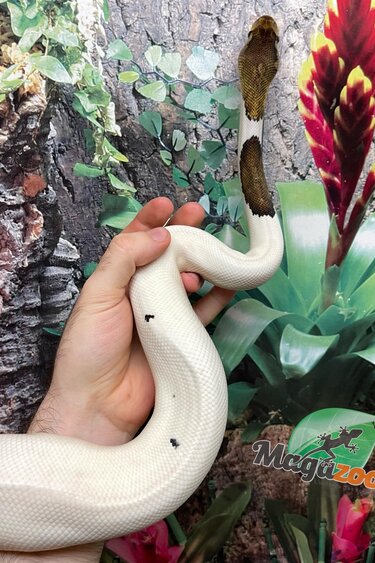 Magazoo Python royal Black Pewter Pied Mâle