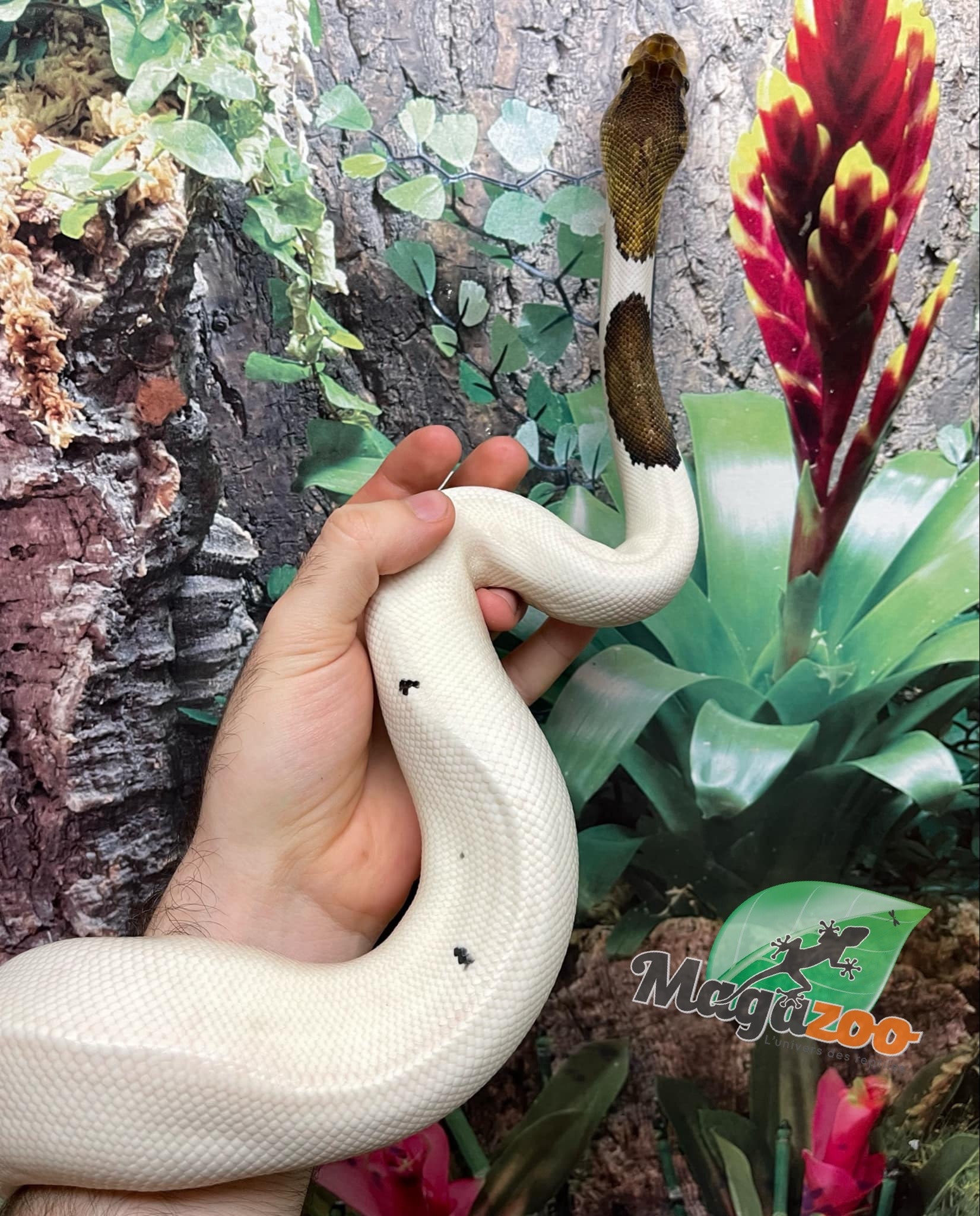 Magazoo Python royal Black Pewter Pied Mâle