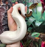 Magazoo Ball python Black Pewter Pied Male