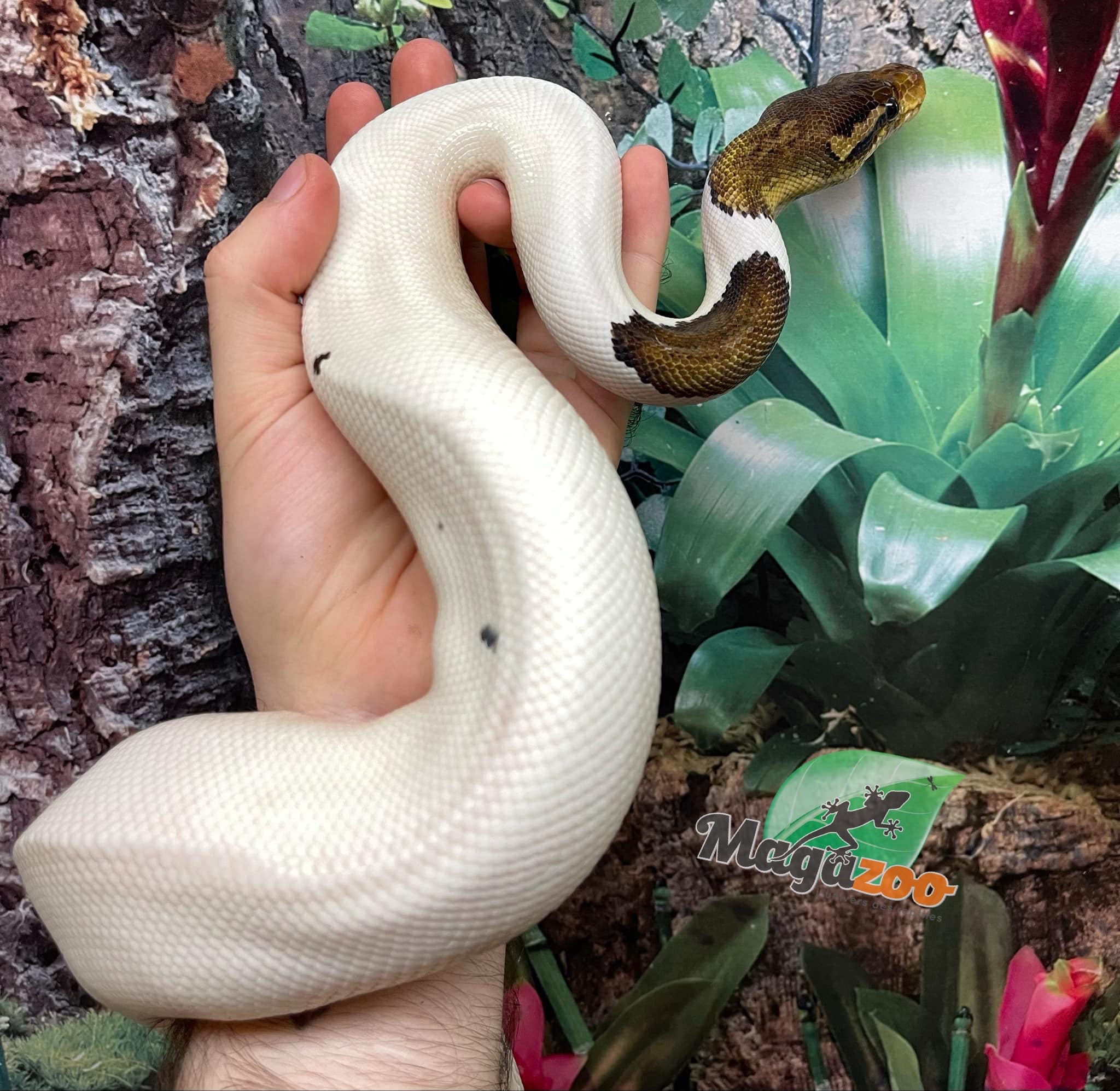 Magazoo Ball python Black Pewter Pied Male