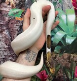 Magazoo Python royal Black Pewter Pied Mâle