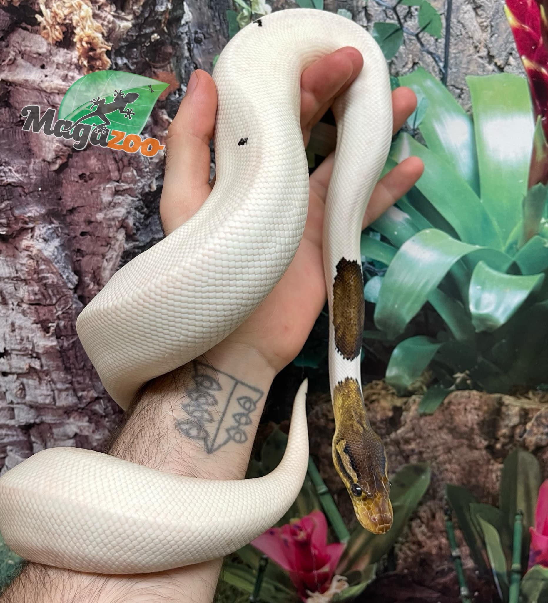Magazoo Ball python Black Pewter Pied Male