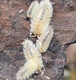 La Swamp Cloporte - Isopods oniscus asellus maple albino 10+
