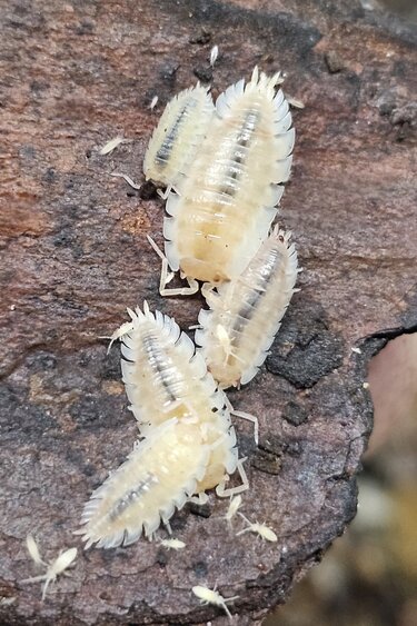 La Swamp Cloporte - Isopods ISO-ASE-ALB-10 Oniscus asellus maple albino 10+
