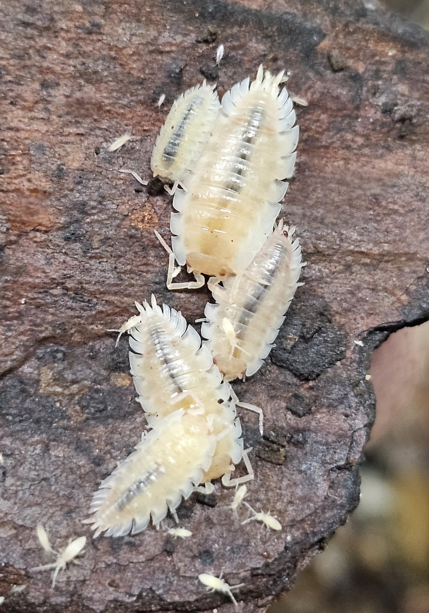 La Swamp Cloporte - Isopods oniscus asellus maple albino 10+