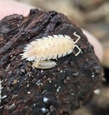 La Swamp Cloporte - Isopods ISO-ASE-ALB-10 Oniscus asellus maple albino 10+
