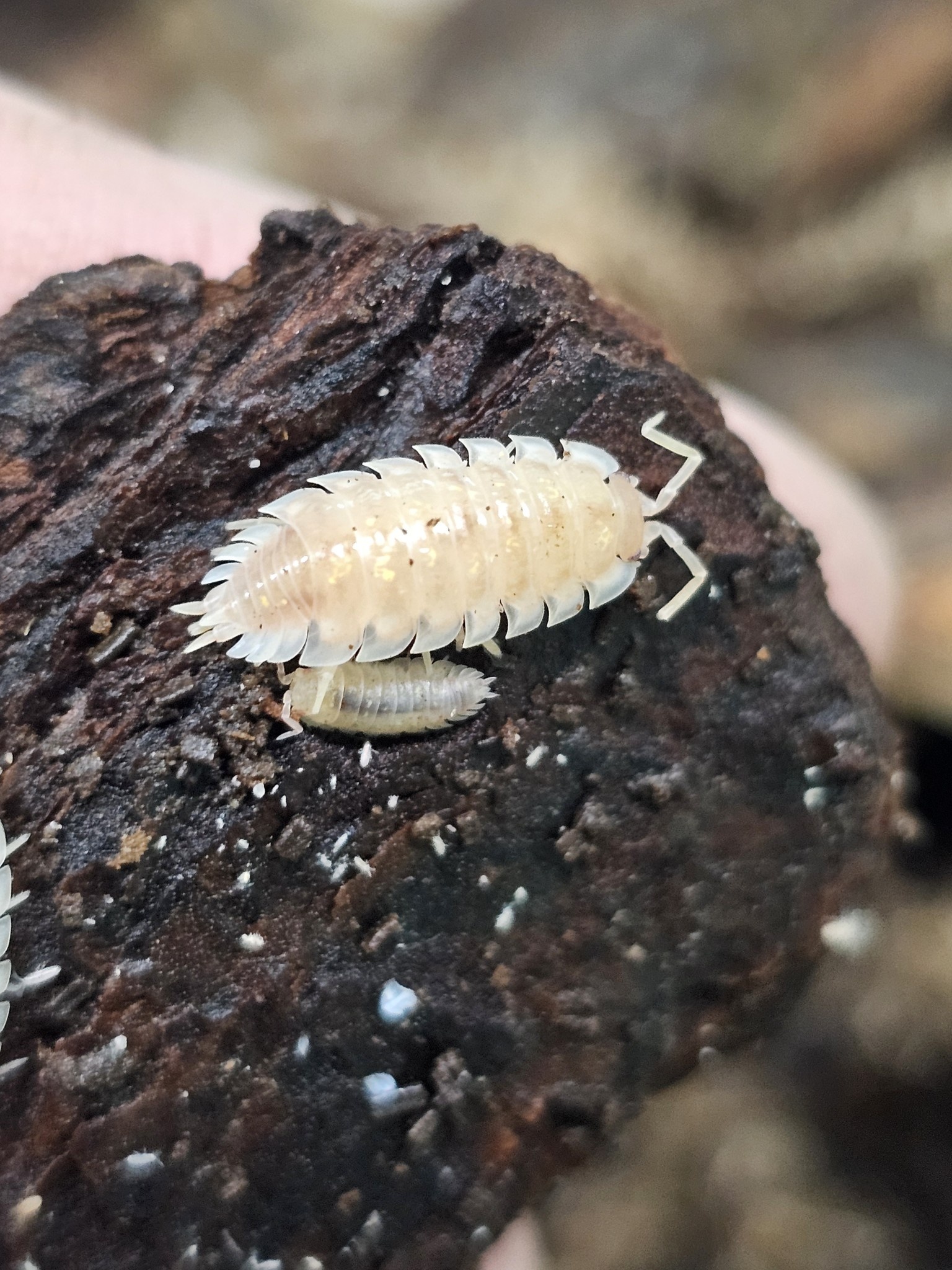 La Swamp Woodlouse Culture Isopod oniscus asellus maple albino