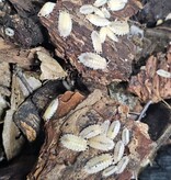 La Swamp Cloporte - Isopods ISO-ASE-ALB-10 Oniscus asellus maple albino 10+