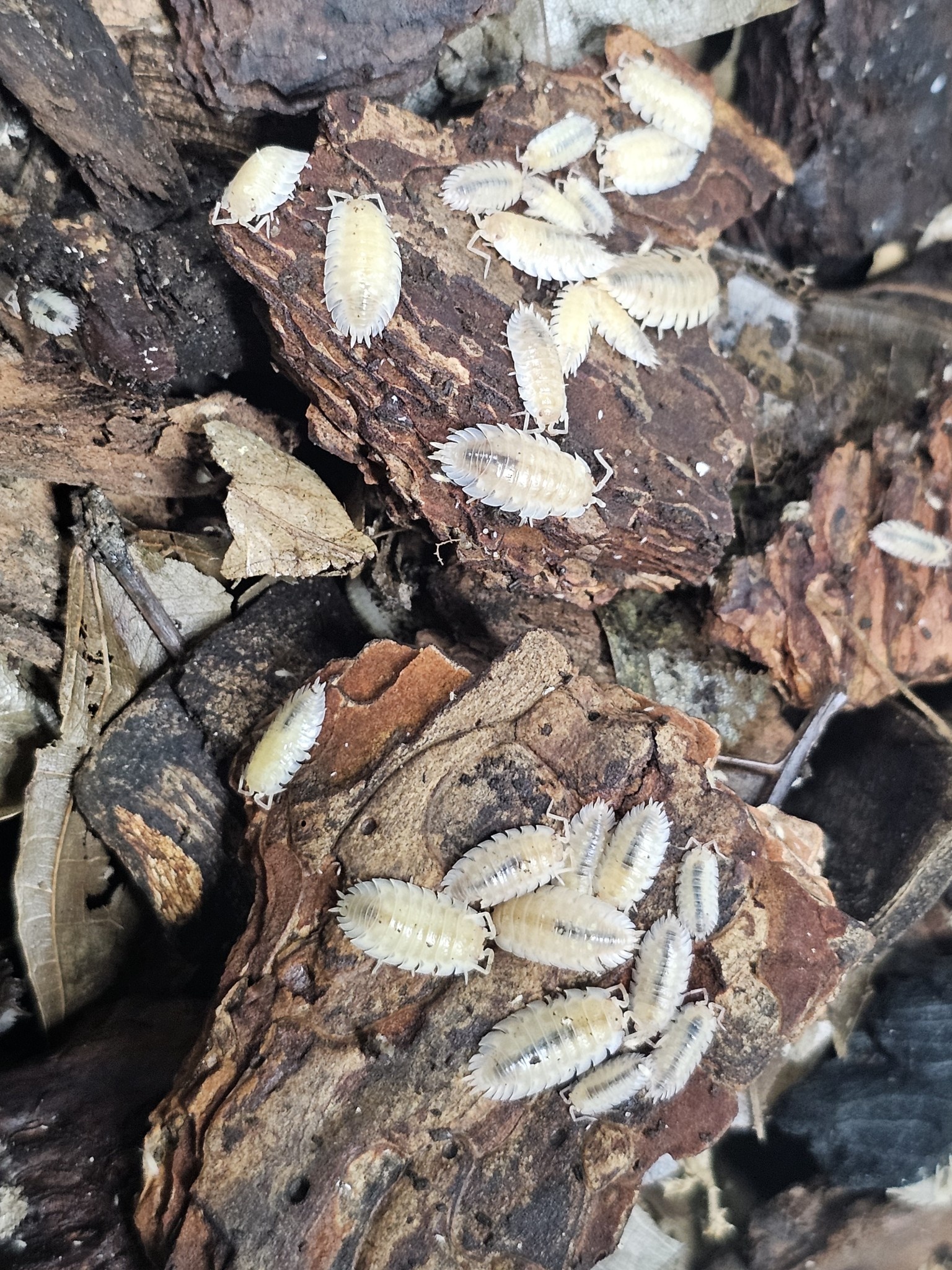 La Swamp Cloporte - Isopods ISO-ASE-ALB-10 Oniscus asellus maple albino 10+