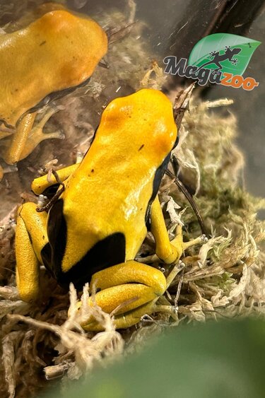 Magazoo Dendrobate tinctorius 'Matecho'