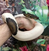 Magazoo Python royal Black Pastel pied (66% het VPI Axanthic) Femelle