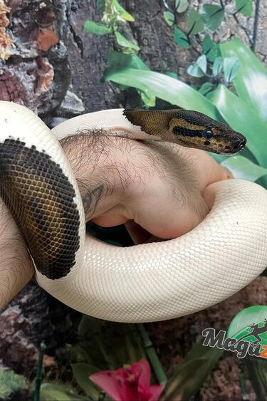 Magazoo Python royal Black Pastel pied (66% het VPI Axanthic) Femelle