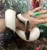 Magazoo Ball python Black Pastel pied (66% het VPI Axanthic) Female