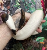Magazoo Ball python Black Pastel pied (66% het VPI Axanthic) Female