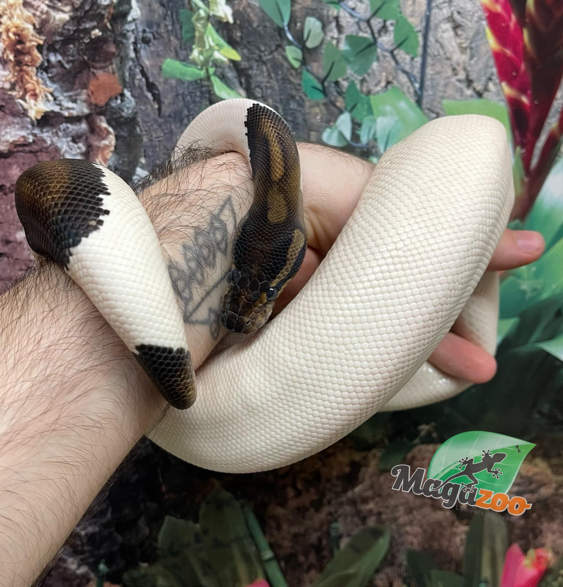 Magazoo Python royal Black Pastel pied (66% het VPI Axanthic) Femelle