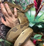 Magazoo Python Royal Blade Clown Mâle 5 ans