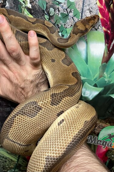Magazoo Python Royal Blade Clown Mâle 5 ans