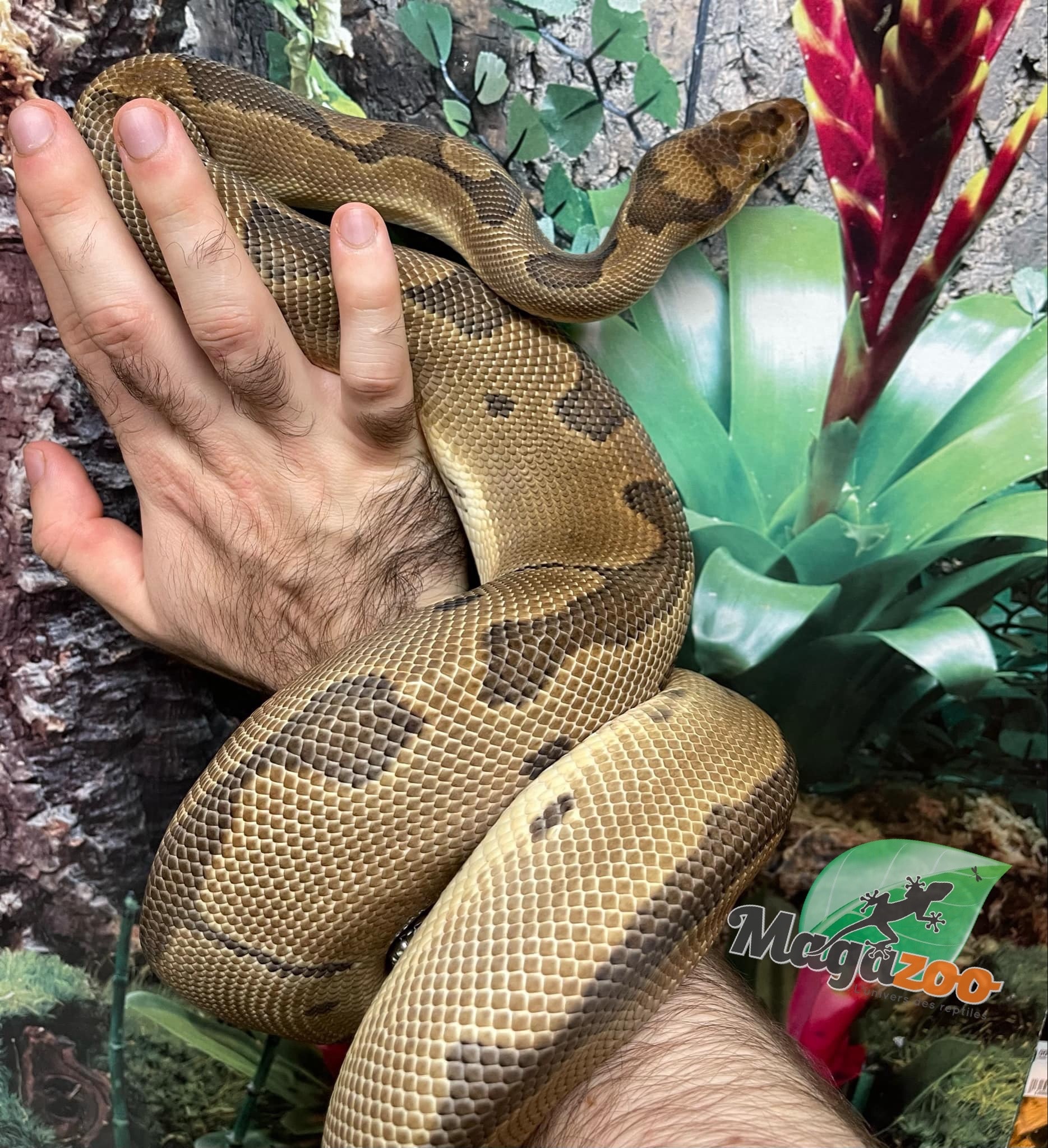 Magazoo Ball python Blade Clown Baby Male