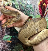 Magazoo Python Royal Blade Clown Mâle 5 ans