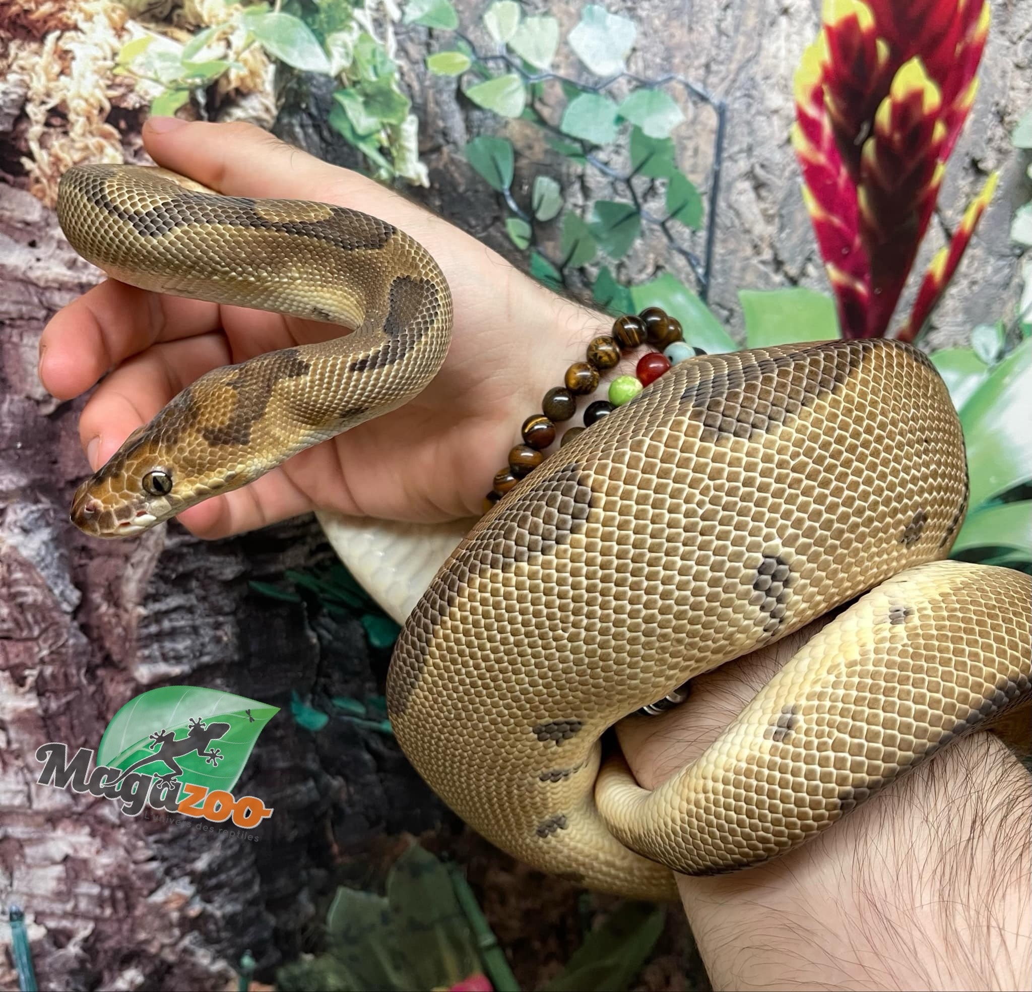 Magazoo Ball python Blade Clown Baby Male
