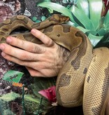 Magazoo Python Royal Blade Clown Mâle 5 ans