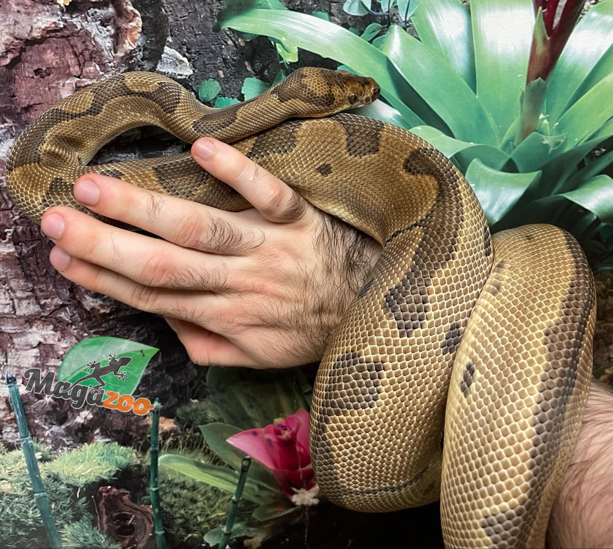 Magazoo Ball python Blade Clown Baby Male
