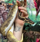 Magazoo Ball python Enchi Pied female