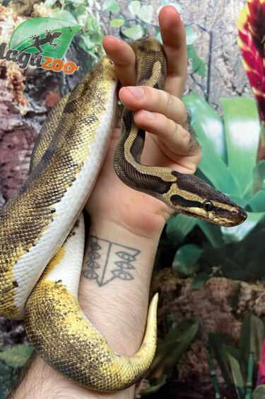 Magazoo Ball python Enchi Pied female
