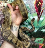 Magazoo Ball python Enchi Pied female