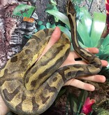 Magazoo Ball python Enchi Pied female