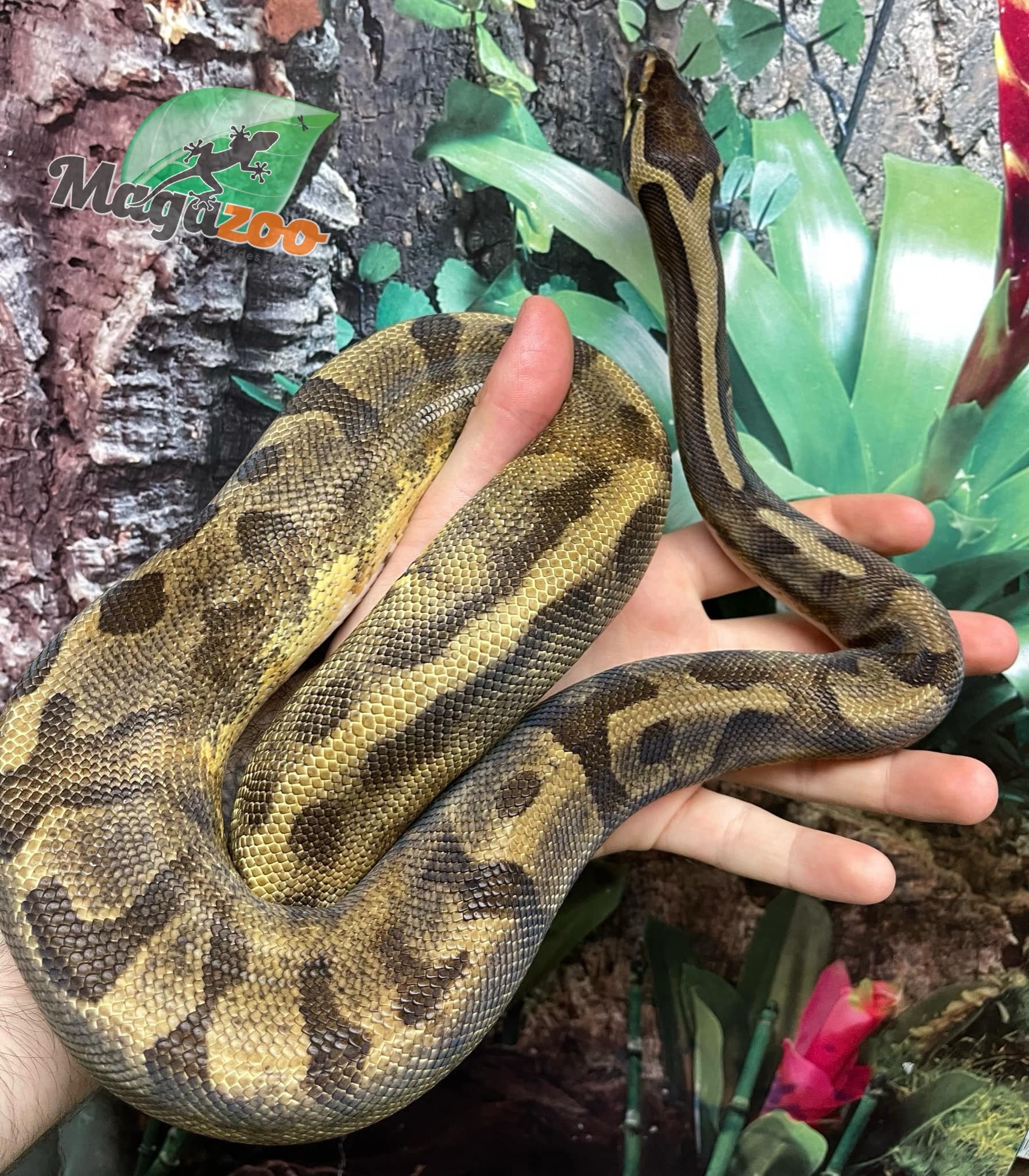 Magazoo Ball python Enchi Pied female