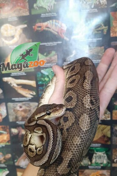 Magazoo Python royal Pewter Double het Caramel  Pied Male #1 (cinamon pastel)