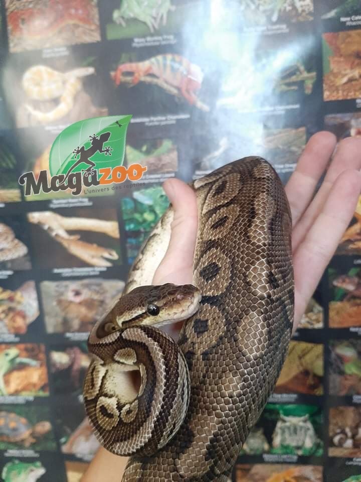 Magazoo Pewter Double het Caramel  Pied Male (cinamon pastel) Ball python #1