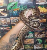Magazoo Pewter Double het Caramel  Pied Male (cinamon pastel) Ball python #1