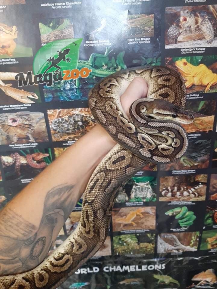 Magazoo Pewter Double het Caramel  Pied Male (cinamon pastel) Ball python #1