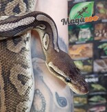 Magazoo Pewter Double het Caramel  Pied Male (cinamon pastel) Ball python #1