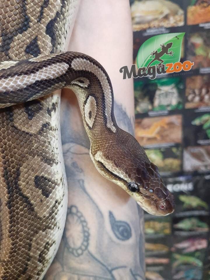 Magazoo Pewter Double het Caramel  Pied Male (cinamon pastel) Ball python #1