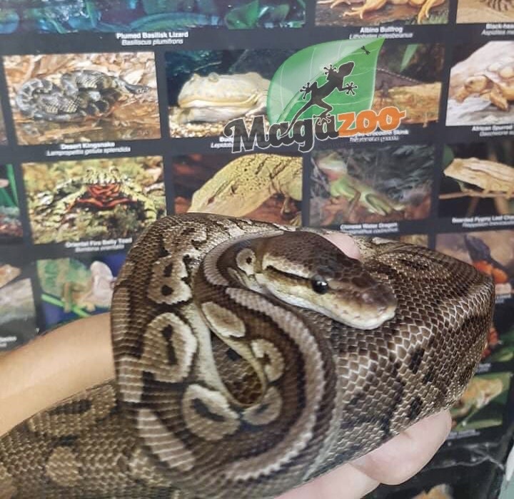 Magazoo Python royal Pewter Double het Caramel  Pied Male #1 (cinamon pastel)