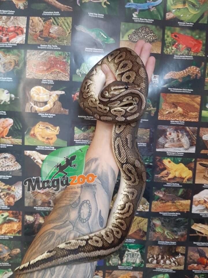 Magazoo Pewter Double het Caramel  Pied Male (cinamon pastel) Ball python #1