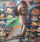 Magazoo Python royal Pewter Double het Caramel  Pied Male #1 (cinamon pastel)